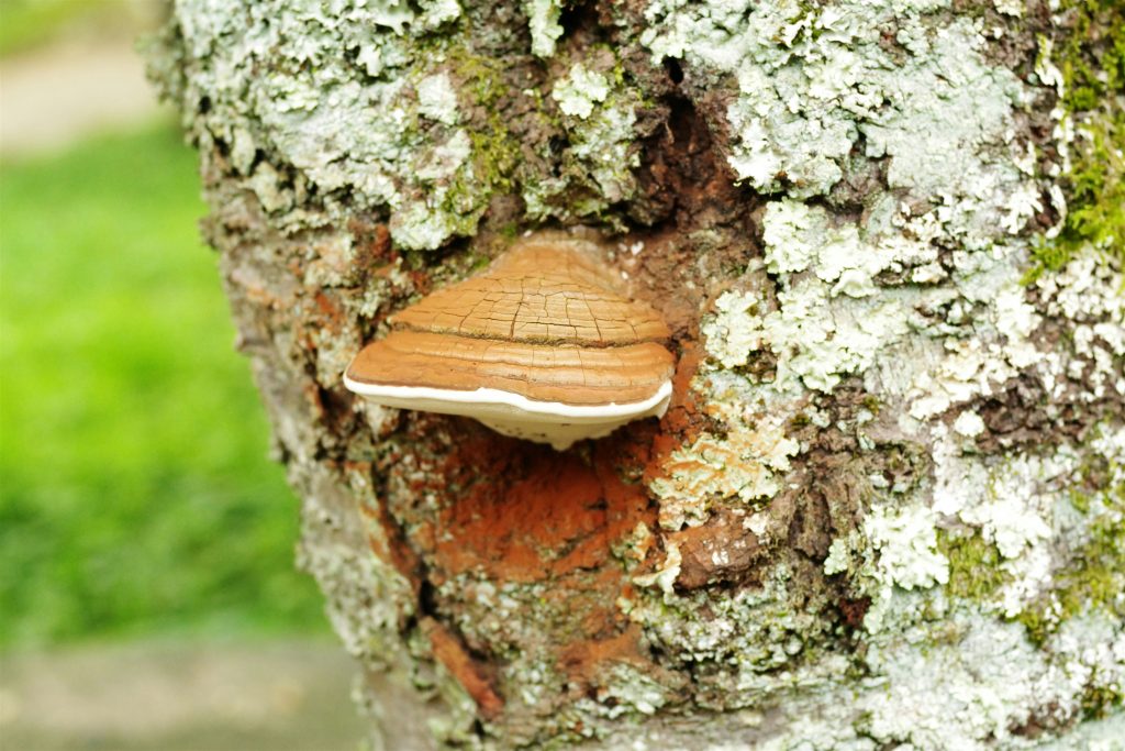 Polypore du Bouleau - Natur'O Sido
